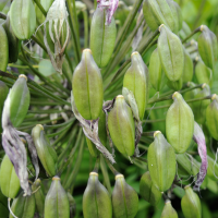 agapanthus_praecox5md (Agapanthus praecox)