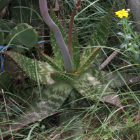 aloe_saponaria3md (Aloe maculata)