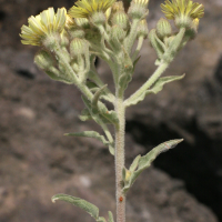 andryala_integrifolia3md (Andryala integrifolia)