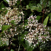 Begonia cooperi (Bégonia)