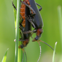cantharis_fusca2bd