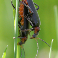 cantharis_fusca2bd (Cantharis fusca)