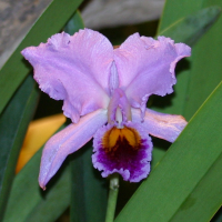 cattleya_percivaliana2bd (Cattleya percivaliana)