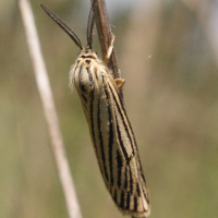 Coscinia striata (Chouette, Ecaille striée)