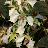 dendrobium_eximium2sd