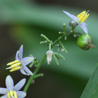 dianella_caerulea2bd (Dianella caerulea)