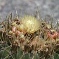 echinocactus_grusonii2bd (Echinocactus grusonii)