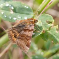 euclidia_glyphica3bd (Euclidia glyphica)