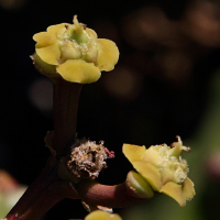 euphorbia_mayurnathanii2md (Euphorbia mayurnathanii)