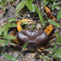 Guinotia dentata (Crabe)