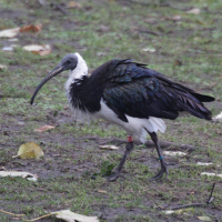 ibis_d-australie_-_threskiornis_spinicollis3md (Threskiornis spinicollis)