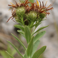 Inula_spiraeifolia