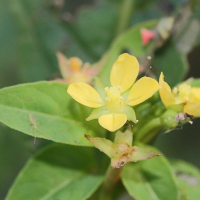 ludwigia_abyssinica3md