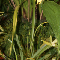 Masdevallia coccinea (Masdevallia)