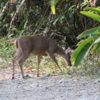 odocoileus_virginianus6md