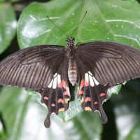 Papilio helenus (Papilio (Red Helen))