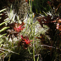 Papilionanthe teres (Orchidée)