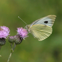 pieris_brassicae3bd