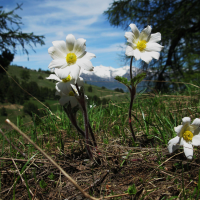 pulsatilla_alpina4mv