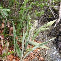 Sansevieria (Sanseviera) hyacinthoides (Sansevière, Langue de belle-mère)