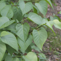 Syringa vulgaris (Lilas commun)