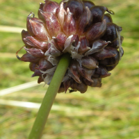 allium_vineale2md (Allium vineale)