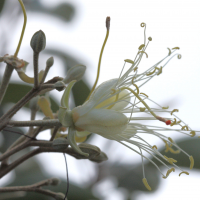 capparis_cynophallophora4md (Capparis cynophallophora)