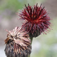 centaurea_atropurpurea2md (Centaurea atropurpurea)