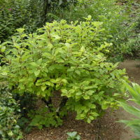 cephalanthus_occidentalis1bd