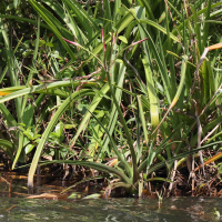 crinum_firmifolium4md (Crinum firmifolium)