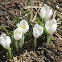 crocus_vernus4mv (Crocus vernus)