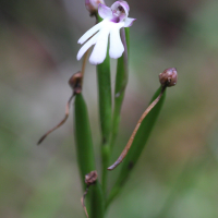 cynorkis_fastigiata2md (Cynorkis (Cynorchis) fastigiata)