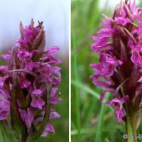 dactylorhiza_incarnata2jm (Dactylorhiza incarnata)