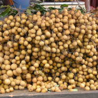 dimocarpus_longan3md (Dimocarpus longan)