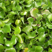 Eichhornia crassipes (Jacinthe d'eau)