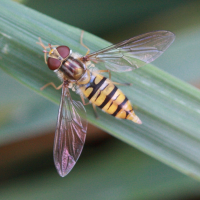 episyrphus_balteatus4bd (Episyrphus balteatus)