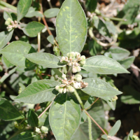 Euphorbia heterophylla (Euphorbe)