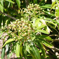 euphorbia_mellifera2md