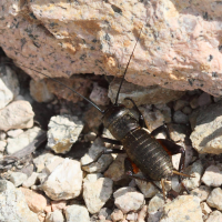 Gryllus campestris (Grillon champêtre)