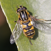 helophilus_pendulus3bd