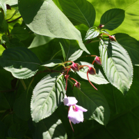 impatiens_flaccida2md