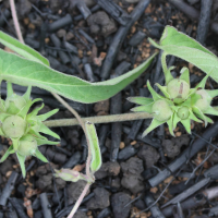 ipomoea_eriocarpa5md