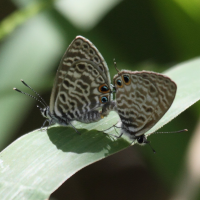 leptotes_pirithous2bd