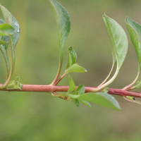 ludwigia_palustris2md