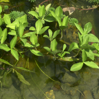Menyanthes trifoliata (Trèfle d'eau)