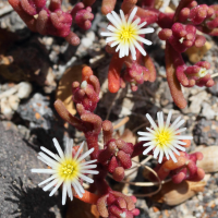 mesembryanthemum_nodiflorum4md