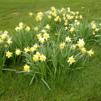 Narcissus pseudonarcissus (Jonquille)