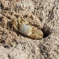 Ocypode quadrata (Crabe fantôme)