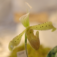 paphiopedilum_braemii2bd