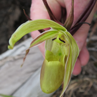 phragmipedium_longifolium5md